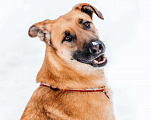 Собаки в Москве: Бриа - собака, которую Вы не забудете! В добрые руки Девочка, Бесплатно - фото 1