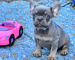 Собаки в Ставрополе: Голубоглазые  щенки французского бульдога (серые) Мальчик, Бесплатно - фото 4