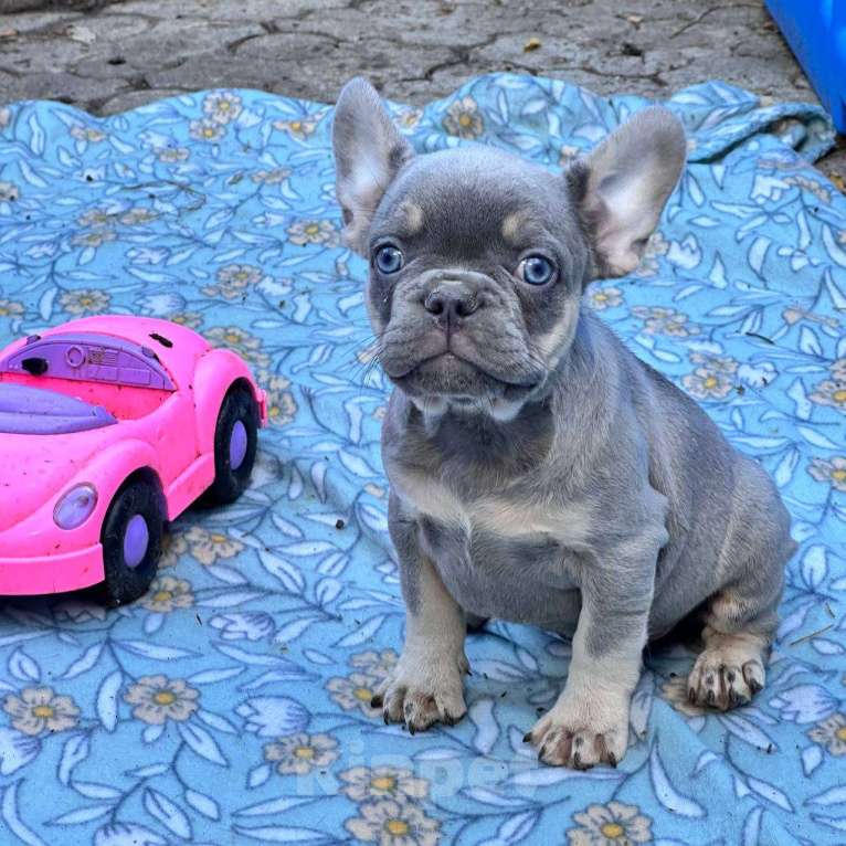 Собаки в Ставрополе: Голубоглазые  щенки французского бульдога (серые) Мальчик, Бесплатно - фото 4
