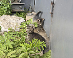 Кошки в Санкт-Петербурге: Котята со складов Мальчик, Бесплатно - фото 1
