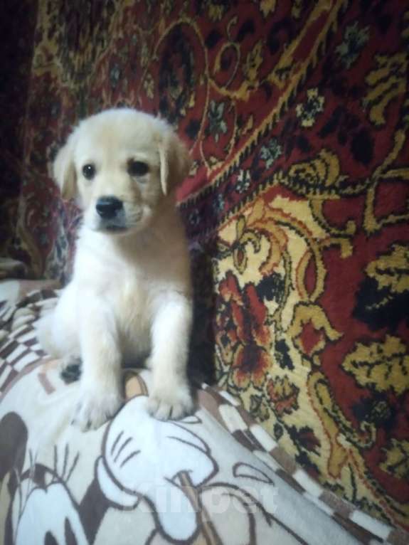 Собаки в Симферополе: Щенки лабрадора Мальчик, 10 000 руб. - фото 1