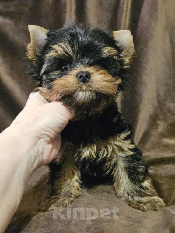 Собаки в Москве: Мальчик йорка  Мальчик, 60 000 руб. - фото 5