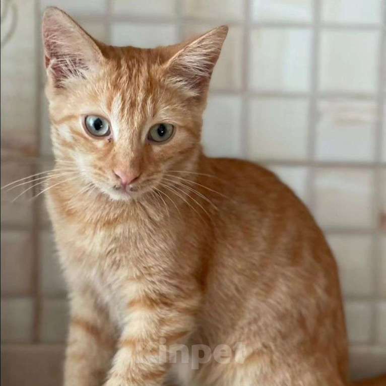 Кошки в Москве: Котёнок Цукат срочно ищет дом Мальчик, Бесплатно - фото 5