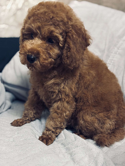 Мальчик миниатюра