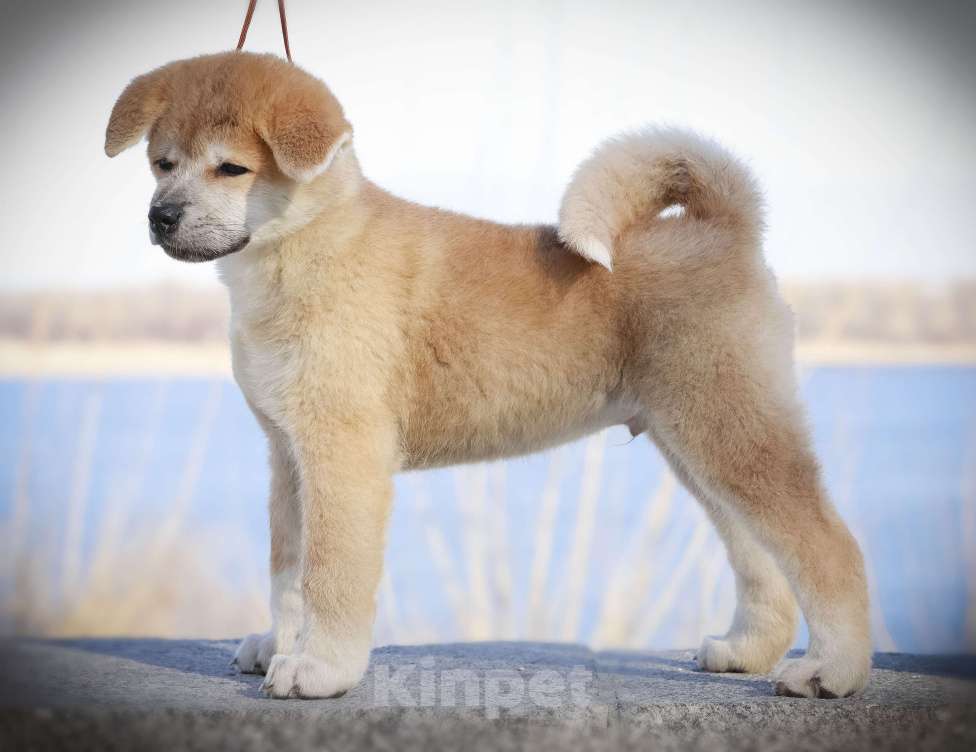 Собаки в Волгограде: Продажа щенков Акита-ину Мальчик, Бесплатно - фото 3