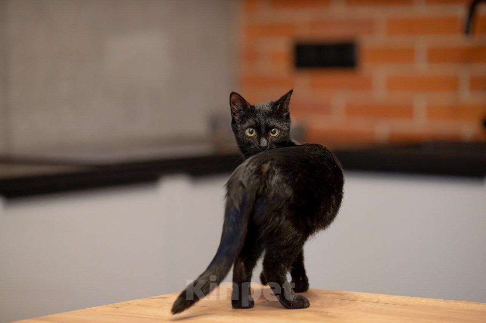 Кошки в Москве: Черная, как агат, Агата ищет семью Девочка, Бесплатно - фото 2
