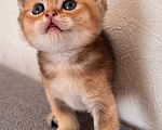 Кошки в Ростове-на-Дону: Котята Девочка, 8 000 руб. - фото 1