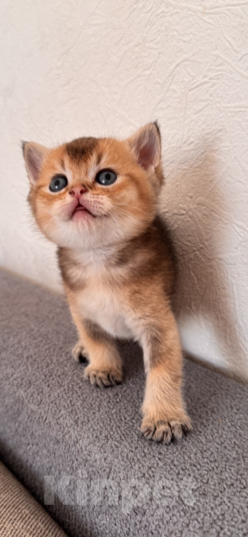 Кошки в Ростове-на-Дону: Котята Девочка, 8 000 руб. - фото 1
