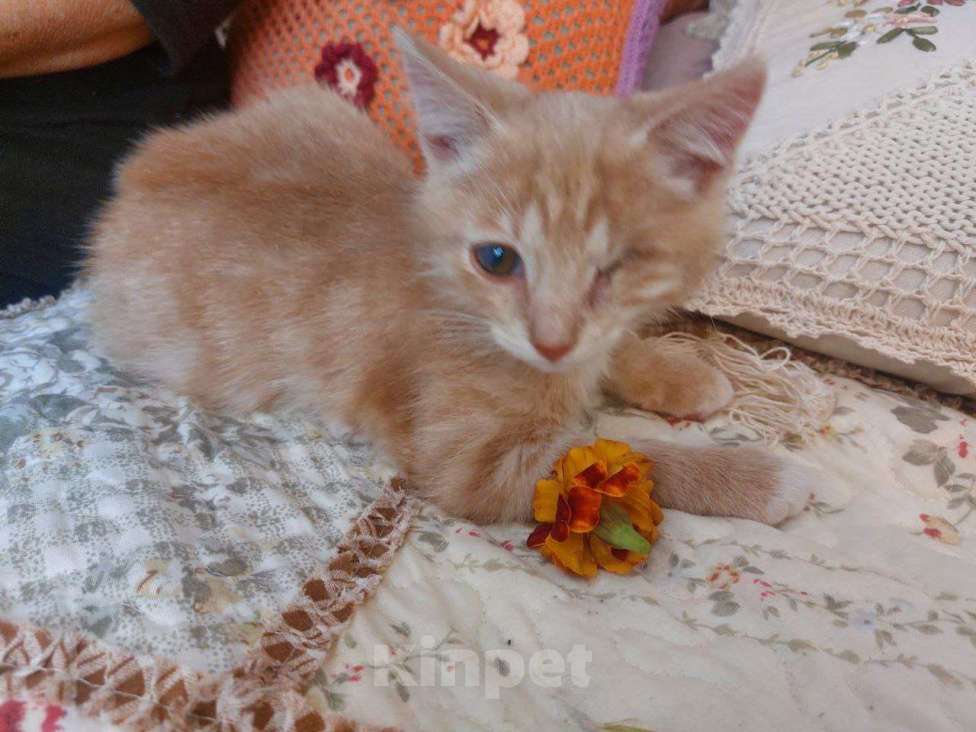 Кошки в Одинцово: Рыжий котенок солнечный Лучик  ищет дом! Мальчик, Бесплатно - фото 2