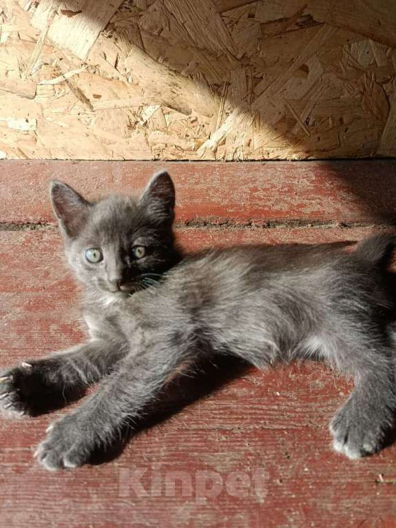 Кошки в Томске: Отдам котят в добрые руки Девочка, Бесплатно - фото 6
