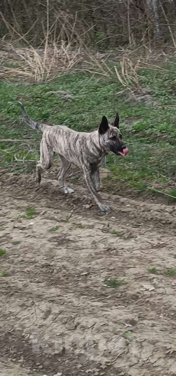 Собаки в других городах Краснодарского края: Срочно, в добрые руки! Девочка, Бесплатно - фото 2