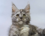 Кошки в Москве: Котенок мейн кун Девочка, Бесплатно - фото 1