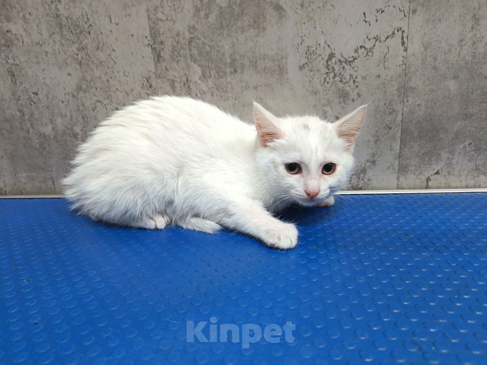 Кошки в Королеве: Шпунька в добрые руки Девочка, Бесплатно - фото 1
