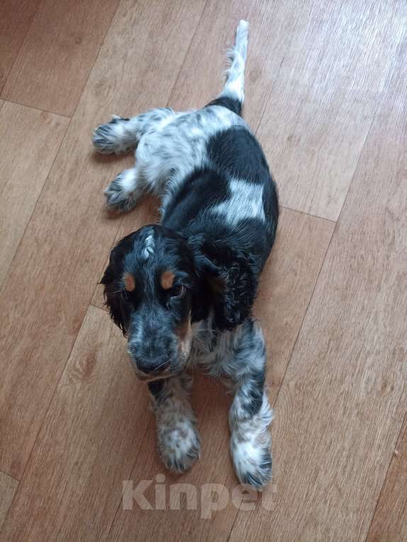 Собаки в Набережных Челнах: Щенок английского кокер спаниеля Мальчик, Бесплатно - фото 5
