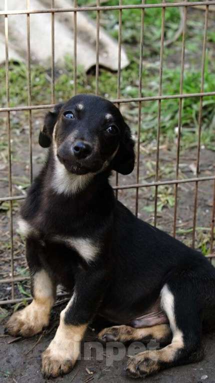 Собаки в Москве: Коротколапик — гладкошерстный щенок Сара в добрые руки Девочка, 1 руб. - фото 2
