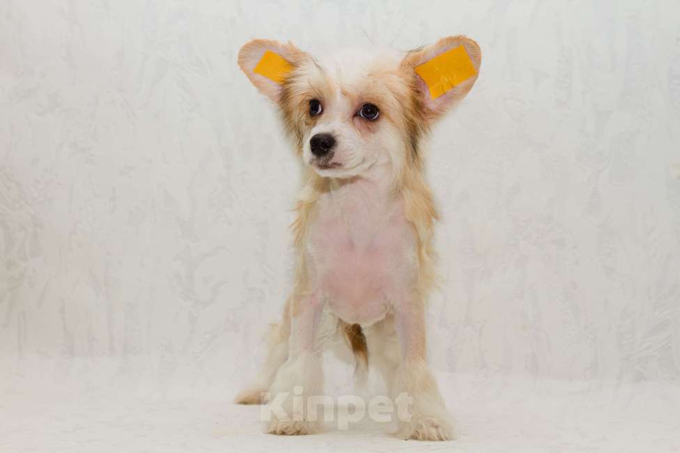 Собаки в Раменском: Левушка Мальчик, 25 000 руб. - фото 1