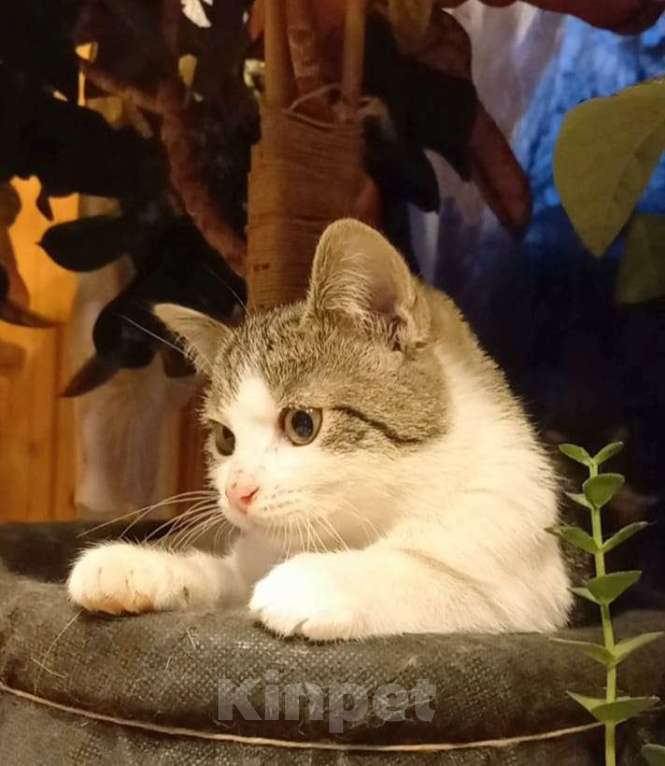 Кошки в Москве: Необыкновенно ласковый, добрый котенок, не боится собак, ладит с сородичами Мальчик, Бесплатно - фото 7