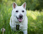 Собаки в Солнечногорске: Дедушка Форвард в поисках семьи Мальчик, Бесплатно - фото 2