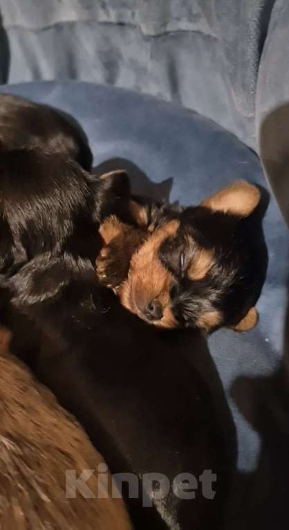 Собаки в Владикавказе: Йорк Мальчик, 30 000 руб. - фото 1