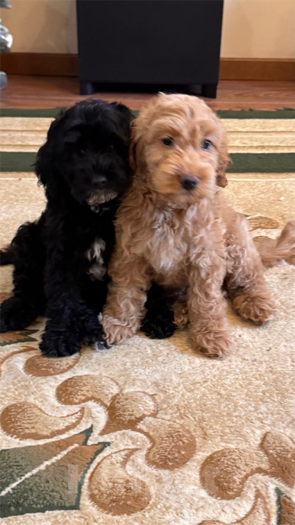 Собаки в Лабинске: Продаю щенят пуделя Мальчик, 30 000 руб. - фото 6