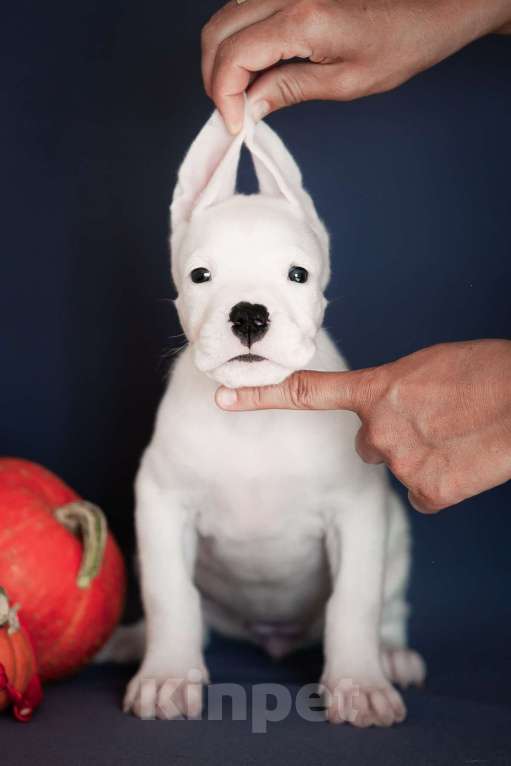 Собаки в Челябинске: Аргентинский дог щенки Мальчик, Бесплатно - фото 3