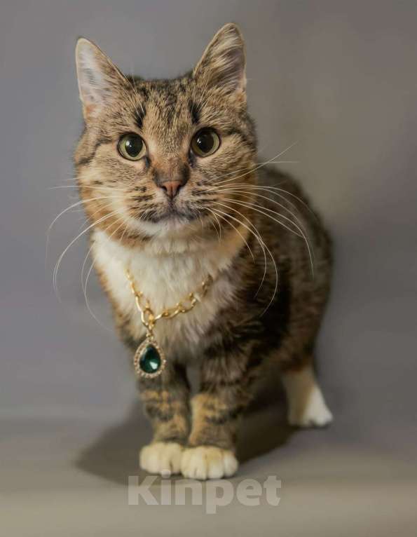 Кошки в Москве: Кошечка Девочка, Бесплатно - фото 3