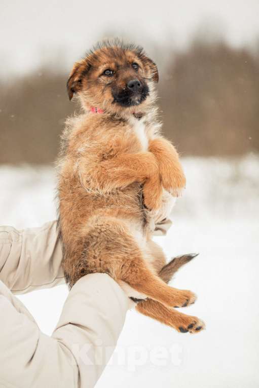 Собаки в других городах Московской области: Щенок в добрые руки Девочка, Бесплатно - фото 10