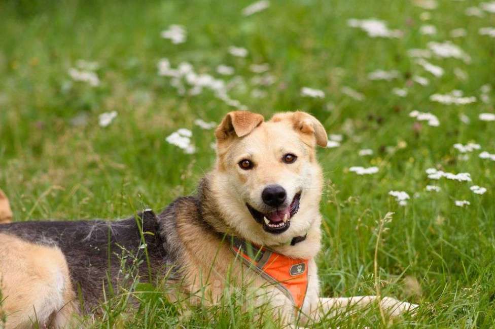 Собаки в Москве: Лада Девочка, Бесплатно - фото 3