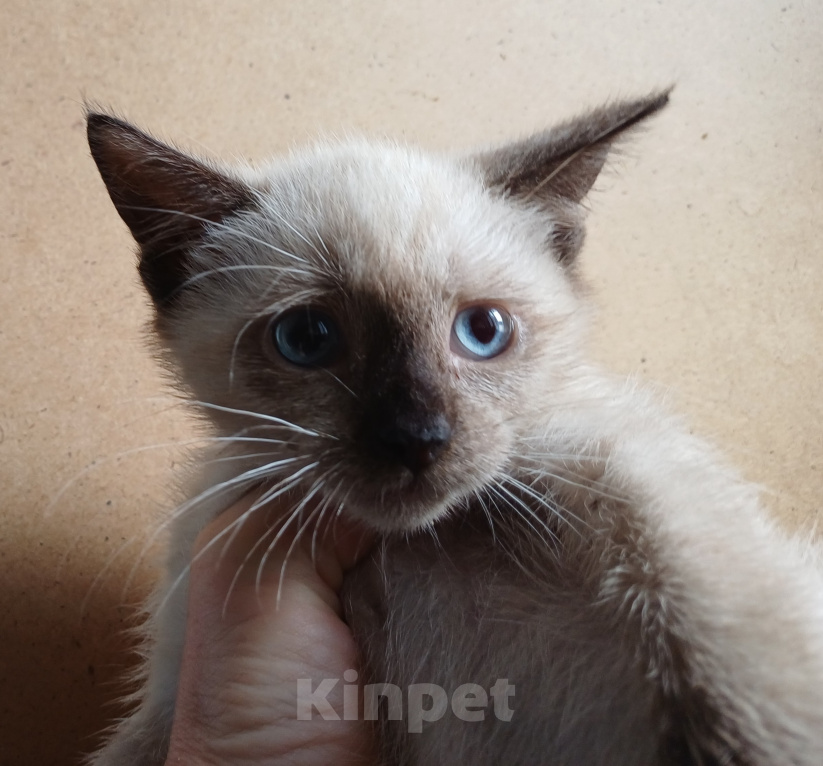Кошки в Москве: Котёнок ищет дом Девочка, Бесплатно - фото 1