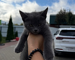 Кошки в Подольске: Отдам котенка в добрые руки Девочка, Бесплатно - фото 1