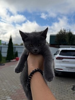 Отдам котенка в добрые руки
