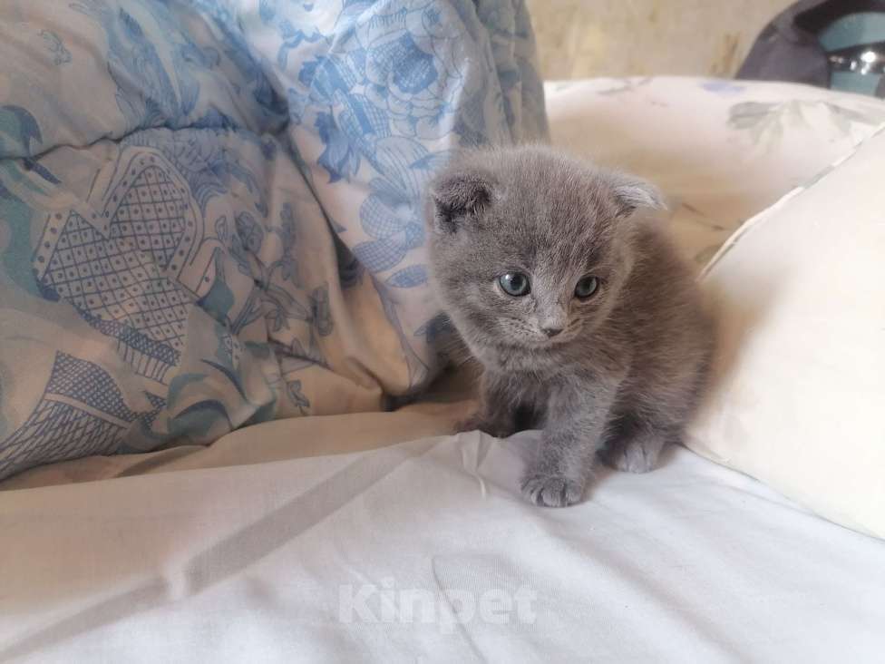 Кошки в других городах Хакасии: Отдам котят в добрые руки. Мальчик, Бесплатно - фото 1
