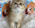 Кошки в Москве: Британский котенок ny11 Девочка, 55 000 руб. - фото 2