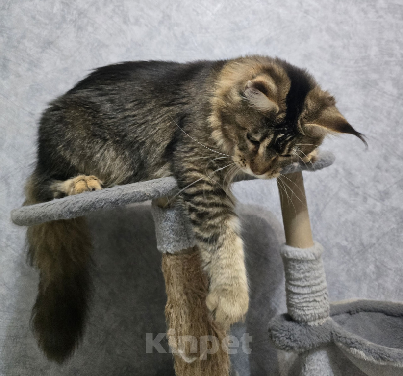 Кошки в Москве: Кошечка в любимки Девочка, 40 000 руб. - фото 2