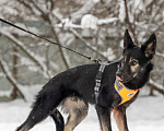 Собаки в Химках: Метис овчарки в поиске своего дома Мальчик, Бесплатно - фото 2