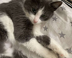 Кошки в Москве: Маленькая нежная кошка ищет дом Девочка, Бесплатно - фото 5