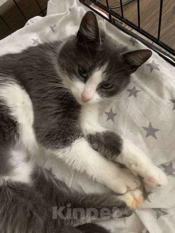 Кошки в Москве: Маленькая нежная кошка ищет дом Девочка, Бесплатно - фото 5