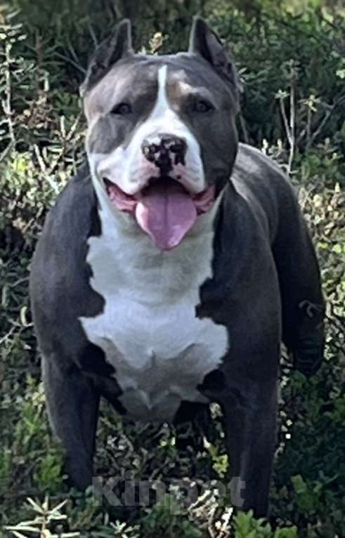 Собаки в Мурманске: Американский булли Девочка, Бесплатно - фото 6