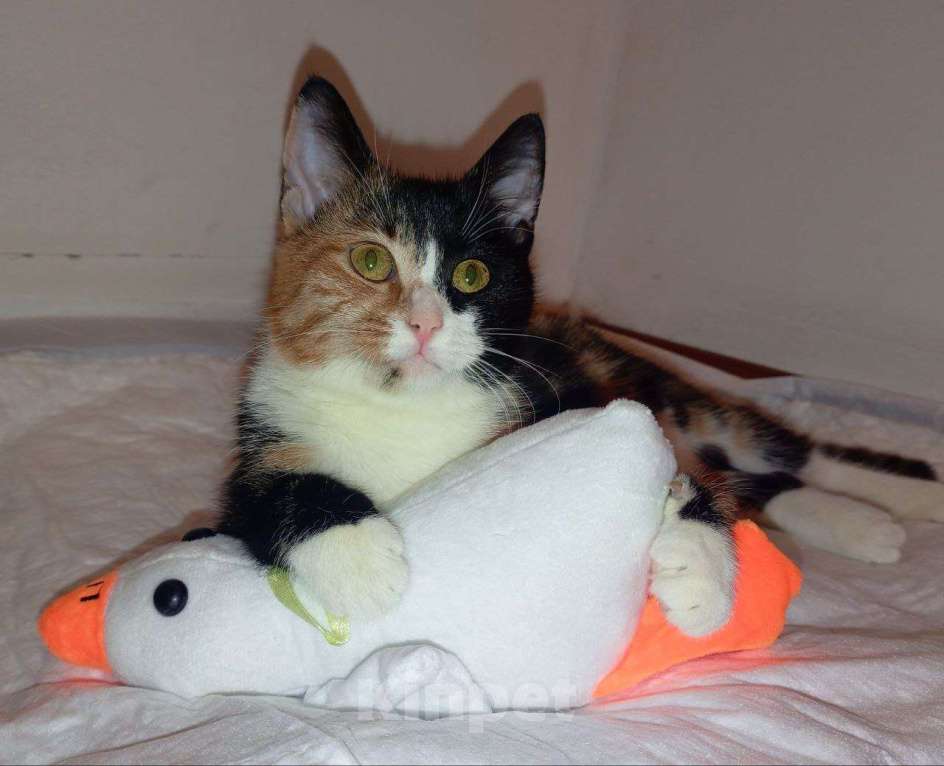 Кошки в Москве: Трехцветный котенок Умка в добрые руки Девочка, 1 руб. - фото 2