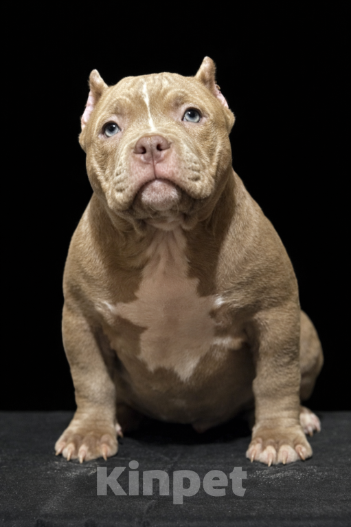 Собаки в Санкт-Петербурге: американский булли Девочка, Бесплатно - фото 3