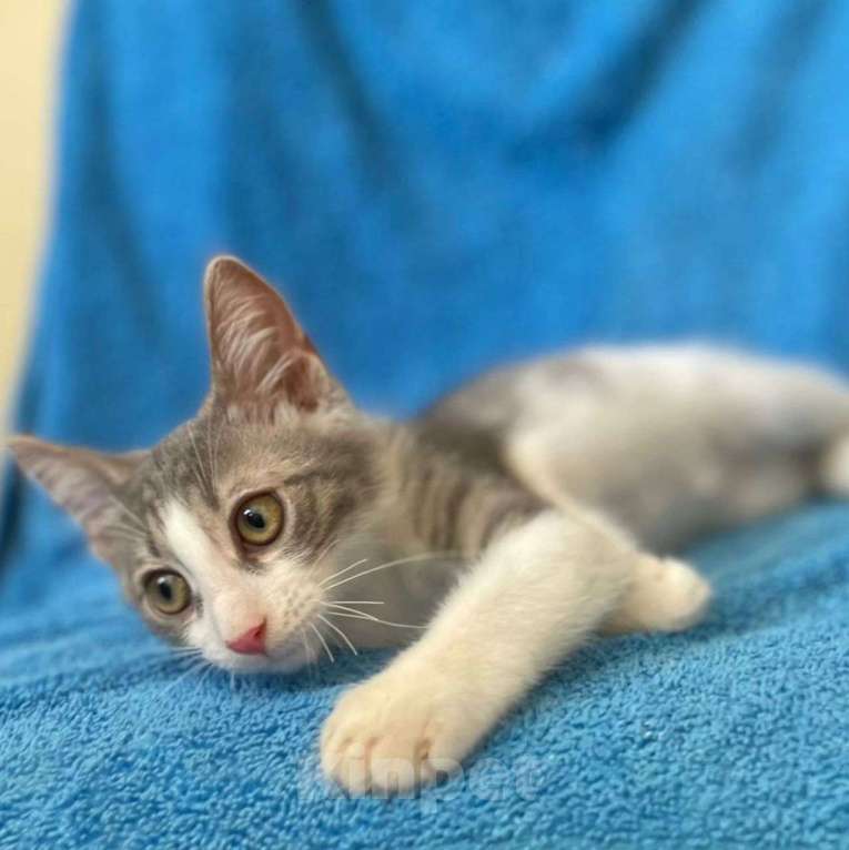 Кошки в Москве: Малыш Пельмень Мальчик, Бесплатно - фото 3