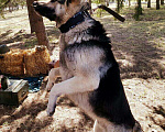 Собаки в Омске: Кабель ВЕО, 10 руб. - фото 2