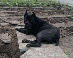 Собаки в Новокубанске: Вязка Кане корсо, Бесплатно - фото 4