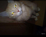 Кошки в Тольятти: Сибирский кот для вязки, Бесплатно - фото 3