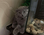Кошки в Нытве: Котёнок, 6 500 руб. - фото 1