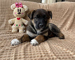 Собаки в Москве: Ищут дом два домашних щенка — Тайра и Трейси (мама — алано эспаньол) Девочка, Бесплатно - фото 7