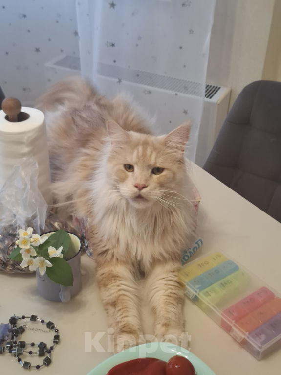 Кошки в Москве: Отдам в добрый руки кота Мальчик, Бесплатно - фото 2