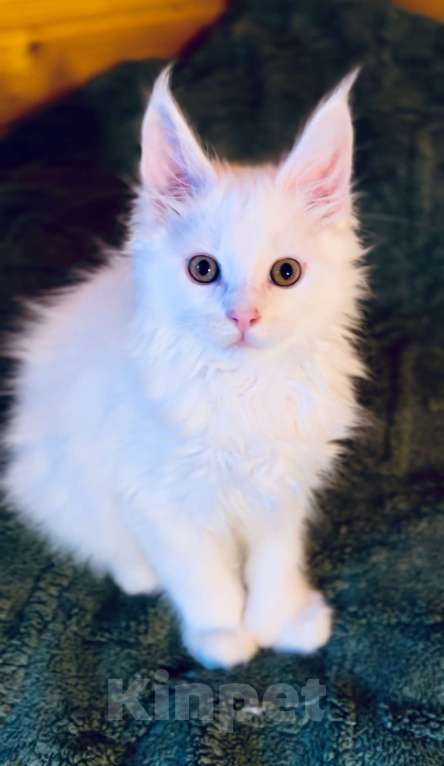 Кошки в Москве: Мейнкун белый полидакт Мальчик, 50 000 руб. - фото 4