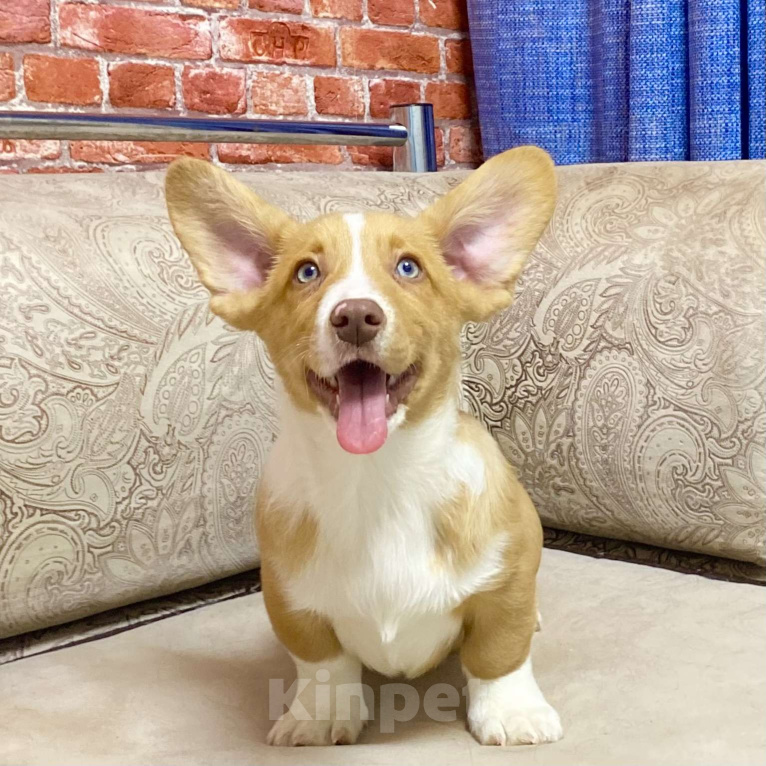 Собаки в Москве: Щенки вельш-корги кардиган Мальчик, 40 000 руб. - фото 1