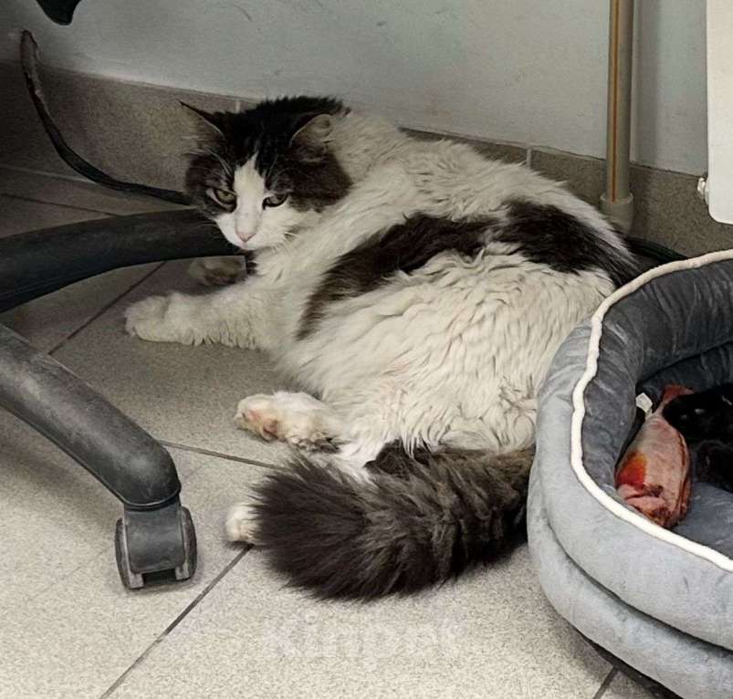 Кошки в Краснодаре: Потерялся кот Мальчик, 100 000 руб. - фото 2